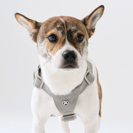 ESC DOG HARNESS for Middle to Large-seized Dog