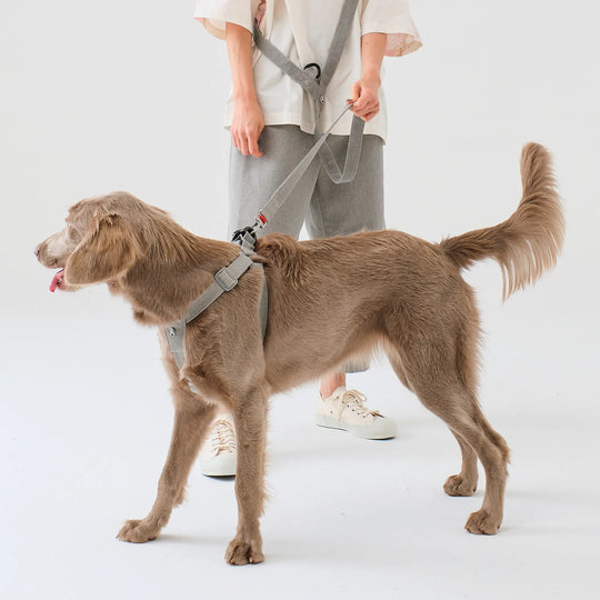 CROSS-BODY LEASH + HARNESS SET