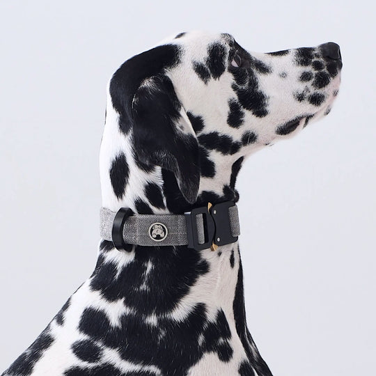 DOG COLLAR for Middle to Large-sized Dog 