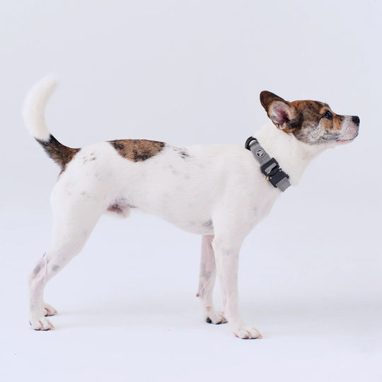 DOG COLLAR for Middle to Large-sized Dog 